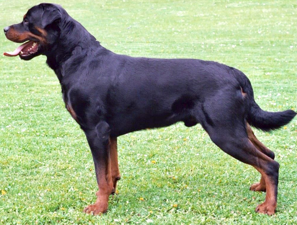 Rottweilers - 10 of the Most Popular Dog Breeds