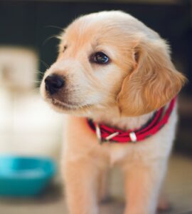 10 Most Popular Dog Breeds for 2020