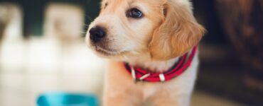 10 Most Popular Dog Breeds for 2020