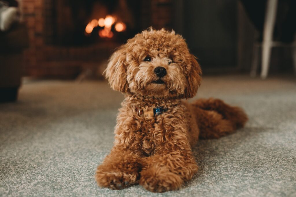 Poodle: A Smart, Social Standout