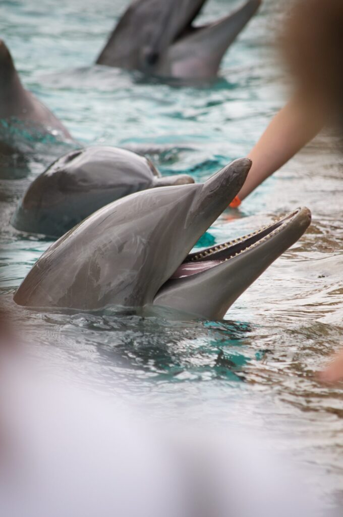 SeaWorld Orlando – Theme Parks for Families