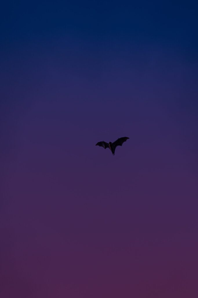 Batspotting - Halloween Traditions
