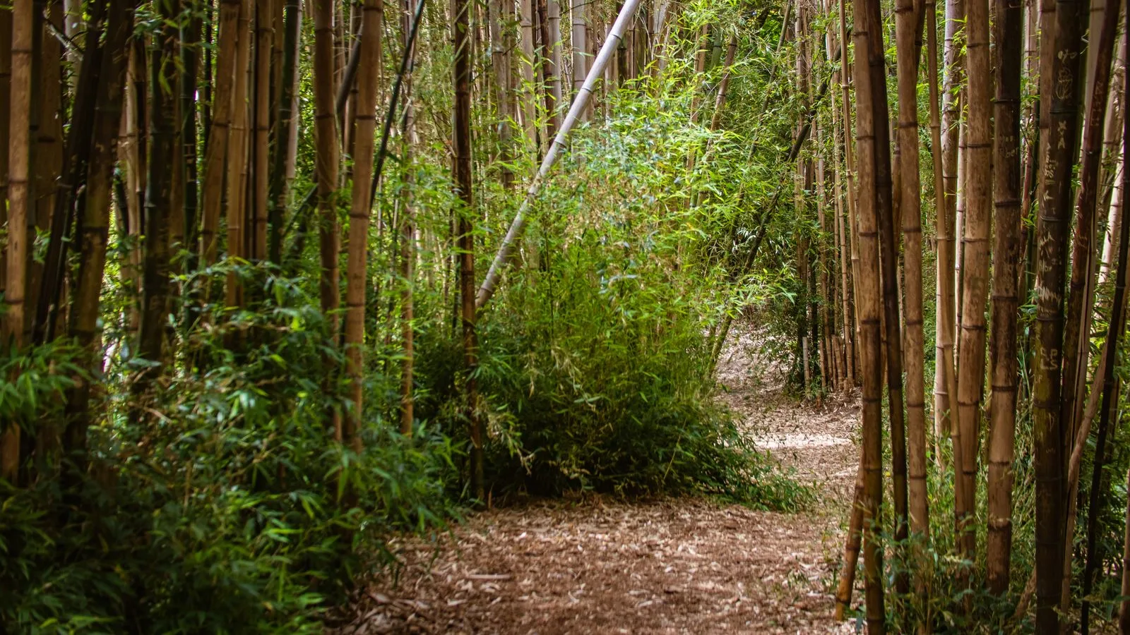 Narrow path running between tall stands of bamboo